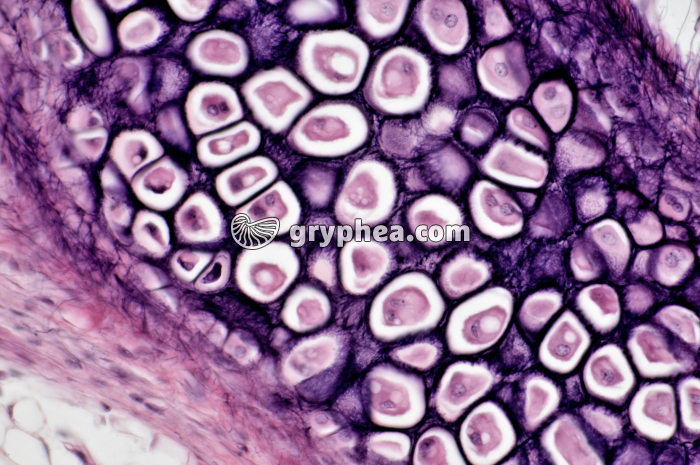 Cartilage élastique x100 - gryphea.com